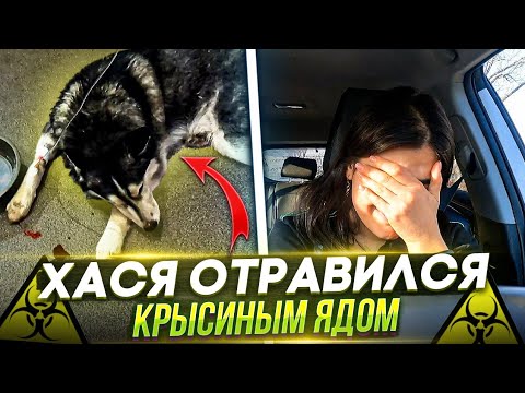 Видео: Хася Отравился🤯 СРОЧНО еду домой, потом за антидотом, а ночью в Ставрополь на переливание крови🥺