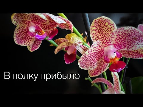 Видео: Распаковка🙌🏻две новые орхидеи