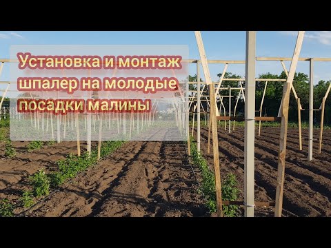 Видео: Установка шпалеры на молодые ряды малины