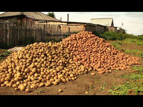 Видео: ТАКОГО УРОЖАЯ КАРТОФЕЛЯ У НАС ЕЩЕ НЕ БЫЛО