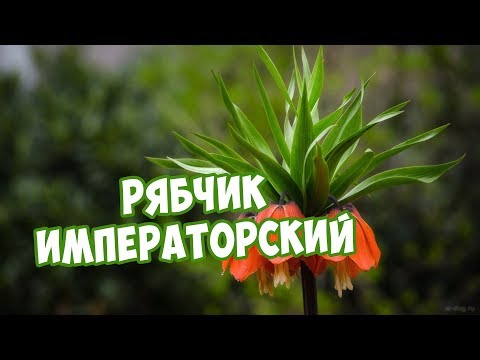 Видео: Рябчик Императорский 🌺 Посадка и Уход 🌺 Советы от Хитсад