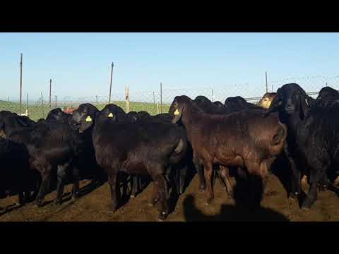 Видео: Гиссарский ягнята 2,5 месячные К/Х Нурзода