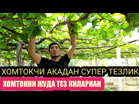 Видео: УЗБЕКИСТОНДА ЕНГ ТЕЗКОР ХОМТОК КИЛИШ ИШИНИ КУРИНГ
