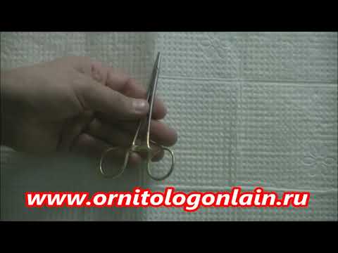 Видео: Иглодержатель 12,5 см.  Для ветврачей орнитологов и других .