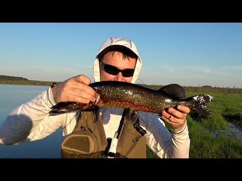 Видео: Рыбалка на болотном озере \ За бронзовой щукой