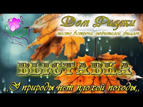 Видео: Обзор выставки "У природы нет плохой погоды-2025", Московская фиалка в Доме Фиалки 14.11-24.11.2025