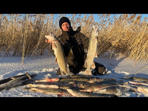 Видео: Поставил МОЙВУ ВМЕСТО ЖИВЦА И АФИГЕЛ! Крупная ЩУКА на жерлицы! Рыбалка 2021