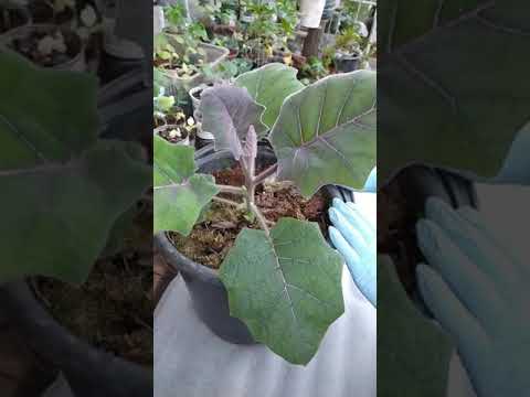 Видео: Наранхилла или луло - очень вкусный экзот у нас дома. Первые плоды в год посадки!!