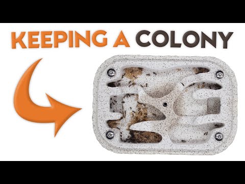 Видео: Как содержать колонию муравьев