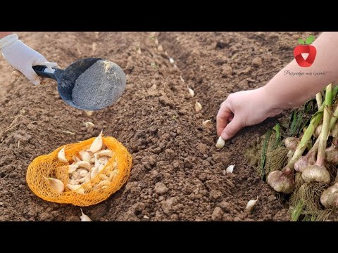 Видео: УВЕЛИЧЬТЕ УРОЖАЙ ЧЕСНОКА В УДВАИВАНИЕ: Добавьте это в почву перед посадкой