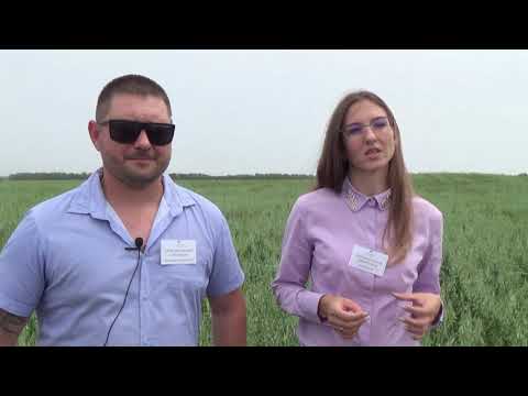 Видео: Выращивание овса. Биопрепараты Bionovatic : День органического земледелия в «Био-хуторе Петровском»