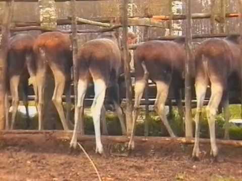 Видео: Лось- домашнее животное. Костромская лосеферма. часть4. Осень.