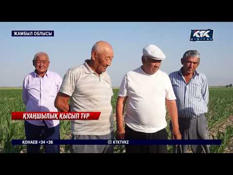 Видео: Жамбыл облысы Байзақ ауданында дәнді дақыл мен көкөніс қурап кетуге шақ тұр