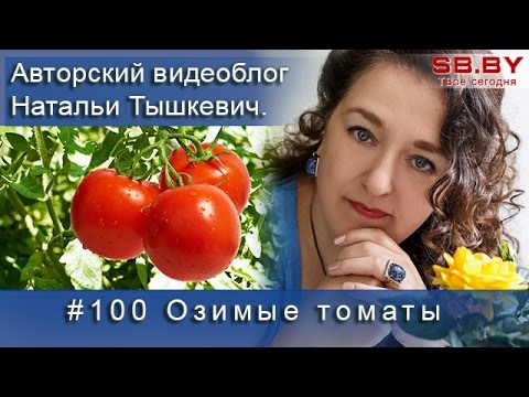 Видео: Озимые томаты - посев и посадка томатов в зиму