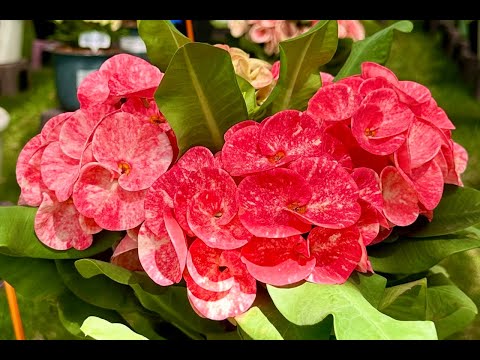 Видео: Эуфорбии Миля на выставке в Бангкоке. Декабрь 2023