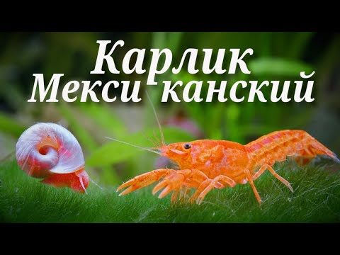 Видео: Мексиканский карлик — оранжевый рак