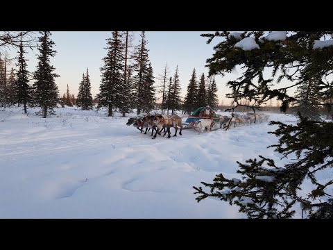 Видео: Тут сул’там: Древнее кочевье ханты оленеводов. 14.01.2021