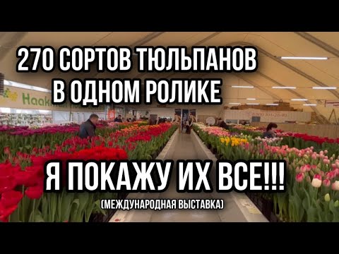 Видео: Обзор 270 сортов тюльпанов. Международная цветочная выставка