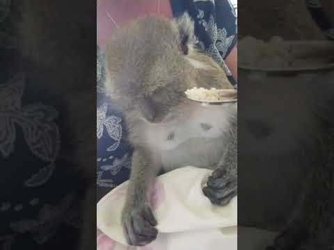 Видео: ДЛЯ ТЕХ КТО НЕ ЛЮБИТ КАШУ🙉