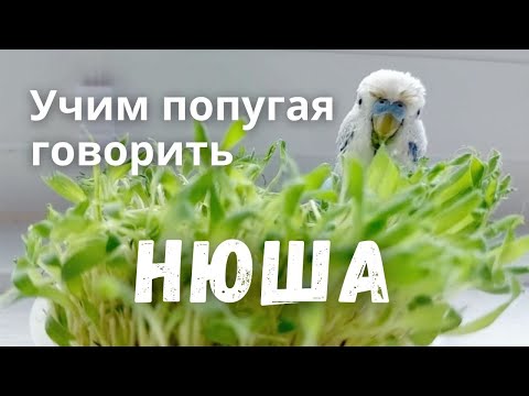 Видео: Учим попугая говорить Нюша