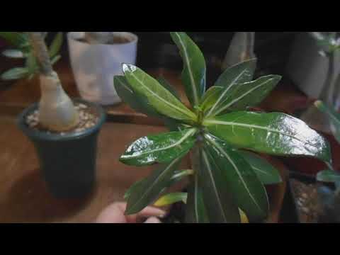 Видео: Адениум. Листики: красивые, особенные, перспективные