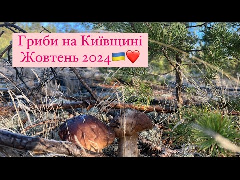 Видео: Гриби Київської області 🇺🇦❤️🍄‍🟫🍄‍🟫🍄‍🟫 Прогулянка лісом. Сало на вогнищі. Обід у лісі. Жовтень 2024.