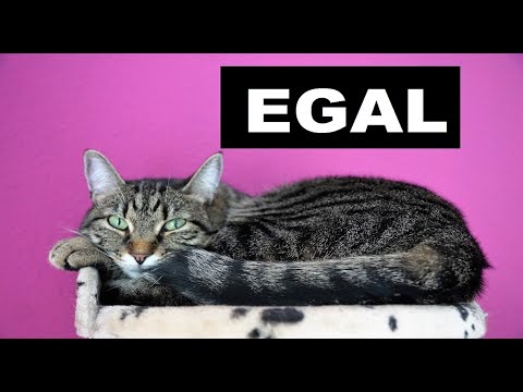 Видео: #EGAL -  волшебное немецкое слово. Примеры употребления