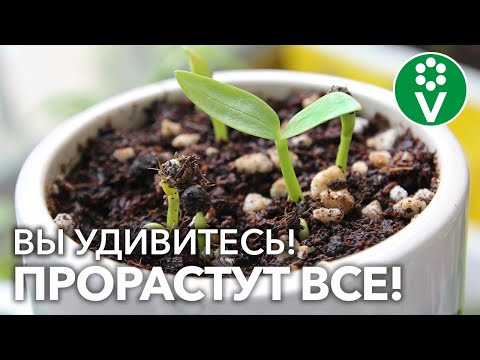 Видео: ДАЖЕ СТАРЫЕ СЕМЕНА ПОСЛЕ ТАКОЙ ОБРАБОТКИ ВЗОЙДУТ, НИКУДА НЕ ДЕНУТСЯ! Всё, что надо, у вас под рукой!