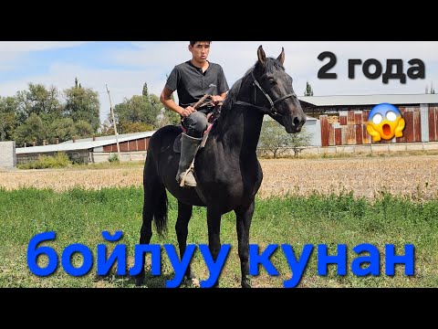 Видео: КАРА КУНАН БОЮ БИЙИК МУНДУЗДА ТУРАТ👍10 сентября 2025 г.