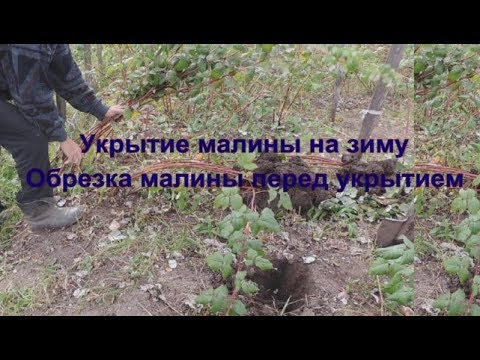 Видео: Укрытие малины на зиму. Обрезка малины перед укрытием