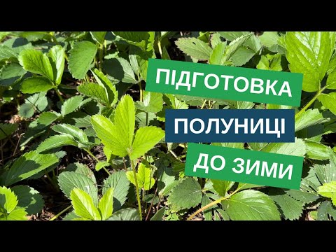 Видео: Підготовка полуниці до зими: захист від хвороб і шкідників для здорового врожаю весною!