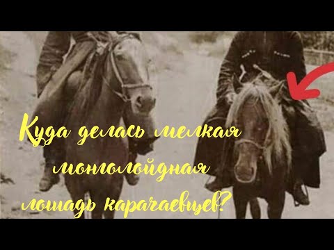 Видео: Куда делась мелкая монголойдная лошадь карачаевцев?