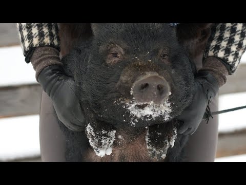 Видео: Минипиг Хэппи 🐽 рассказываю про нашего кабана