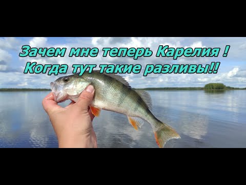 Видео: Зачем мне теперь Карелия, когда есть такие разливы! Рыбалка на Костромке!