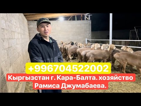 Видео: Кыргызстан г. Кара-Балта. хозяйство Рамиса Джумабаева.🇺🇿🤝🇰🇬📲🎥