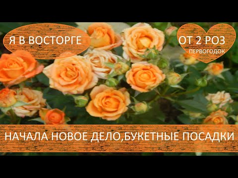 Видео: ДВЕ РОЗЫ ПЕРВОГОДКИ ПОРАЗИЛИ ОБИЛЬНОСТЬЮ, ИХ БУКЕТНЫЕ ПОСАДКИ