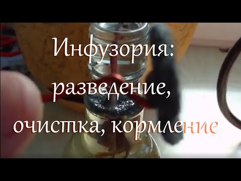 Видео: Как кормить мальков инфузорией: разведение, способы забора, очистки, фильтрации и кормление малька