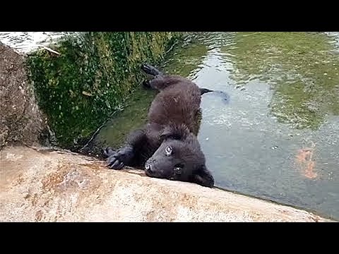 Видео: Парализованного щенка выбросили в канаву, но проходящий парень принял НЕПРОСТОЕ РЕШЕНИЕ...
