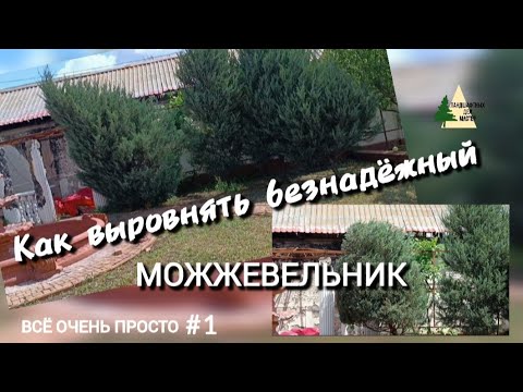 Видео: Как выровнять безнадёжный можжевельник? Один из способов.