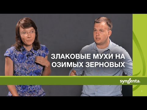 Видео: Злаковые мухи на озимых зерновых