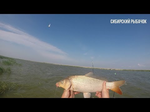Видео: Ловля сазана I Сазан с лодки I озеро Чаны I рыбалка в Сибири