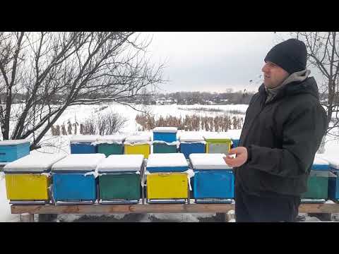 Видео: про системи вуликів які були вмене на пасіці
