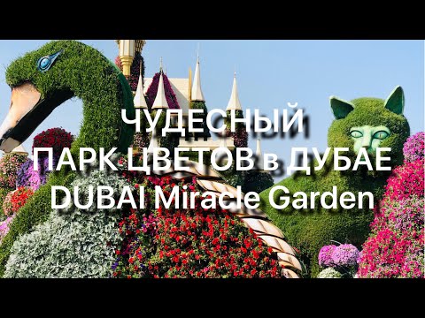 Видео: Чудесный ПАРК Цветов В ДУБАЕ 🌸🌺🌼🌻🌹DUBAI Miracle GARDEN🌼 январь 2021