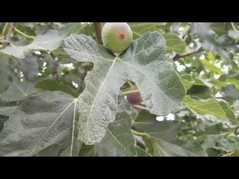Видео: Как в Италии делают оливковое  масло холодного отжима