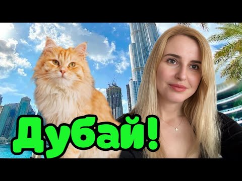 Видео: Утро в Дубае! Любимое кафе Paul и котики 🐈