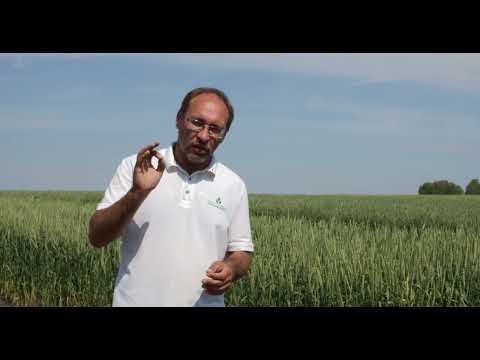 Видео: Система первичного семеноводства по методу индивидуально-семейственного отбора