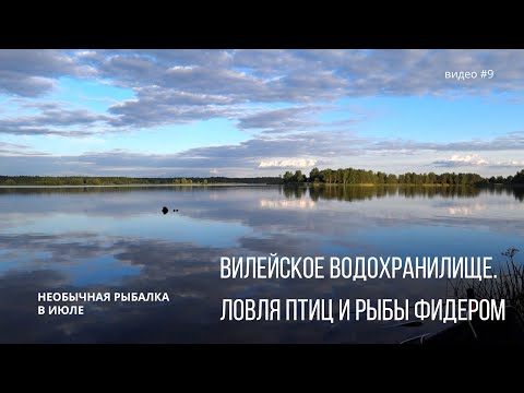 Видео: Вилейское водохранилище.  Ловля птиц и рыбы фидером.
