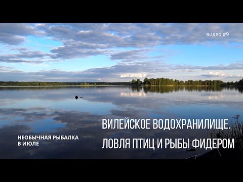 Видео: Вилейское водохранилище.  Ловля птиц и рыбы фидером.