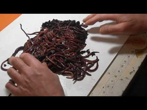 Видео: Ещё немного о черве Черный Принц - серия 2.