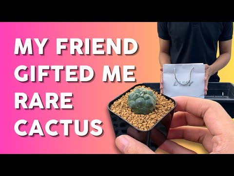 Видео: Советы по выращиванию и уходу | Распаковка 10 редких астрофитумов астериас 🌵